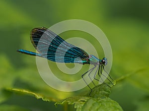 Insect dragonfly green damsel resting on a green feve on a green background