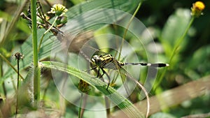 insect dragonfly macro on leaf in the morning