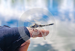 Insect dragonfly sits on a man finger near water in nature