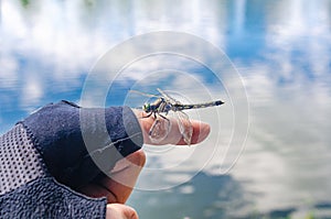 Insect dragonfly sits on a man finger near water in nature