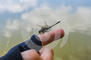 Insect dragonfly sits on a man finger near water in nature