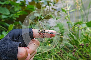 Insect dragonfly sits on a man finger near water in nature photo