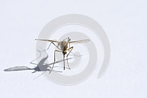 Insect drinking blood, mosquito on white background closeup, shadow, copy space