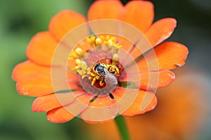 Insect is drinking nectar from Zinnia flower