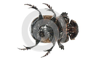 Insect dung beetle