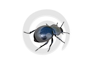 Insect dung beetle