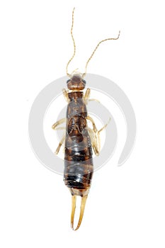 Insect earwig isolated photo