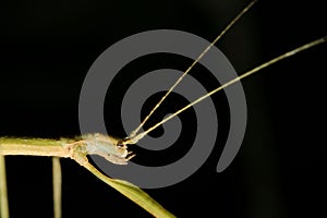 the insect is eating the long stem of the plant in the dark