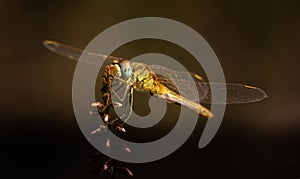 An insect eating on a plant