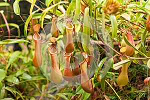 Insect-Eating plant Nepentes, also known as tropical pitchers plants NepÃ„â€œnthes