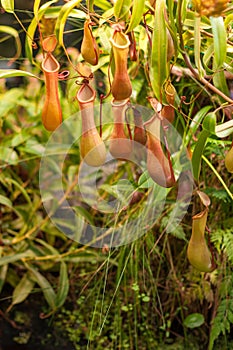 Insect-Eating plant Nepentes, tropical pitchers plants NepÃ„â€œnthes in greenhouse