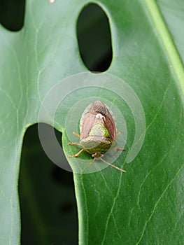 insect eats leaves from Cuba photo