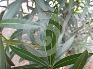 Insect ecdysis on oleander leaf photo