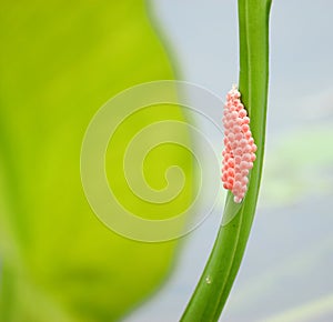 Insect eggs