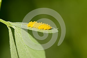 Insect eggs