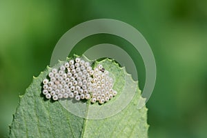 Insect eggs