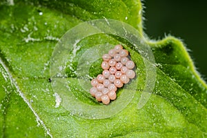Insect eggs