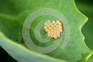 Insect eggs