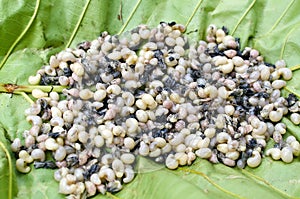 Insect eggs