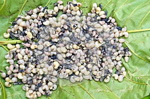 Insect eggs