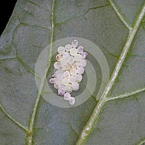 Insect eggs on back of green leaf
