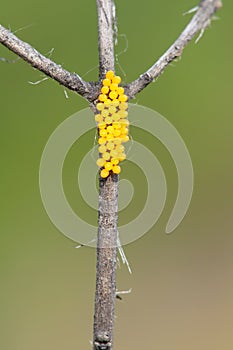 Insect eggs