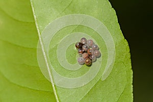 Insect eggs on a green leaf