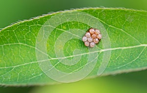 Insect eggs on a green leaf. Macro