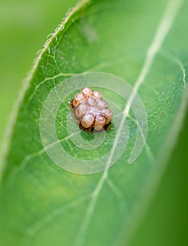 Insect eggs on a green leaf. Macro