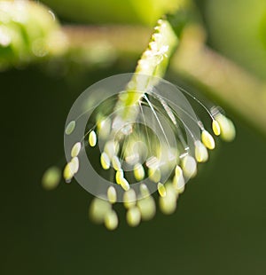 Insect eggs on a green leaf. macro