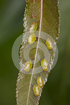 Insect eggs inside the leaf