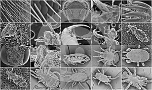 Insect electron microscope photos