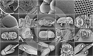 Insect electron microscope photos