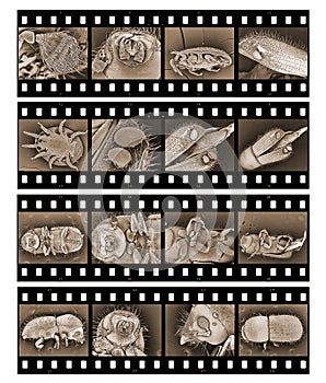 Insect electron microscope photos