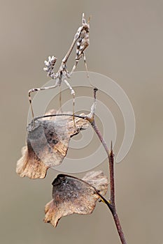 insect Empusa pennata on a dry twig waiting for prey in the meadow