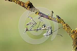 Insect Empusa pennata on a dry twig waiting for prey in the meadow