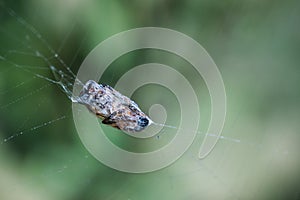 An insect entangled in a spider web, wrapped in sticky silk, macro