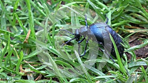 Insect European oil beetle Meloe proscarabaeus eating grass in spring