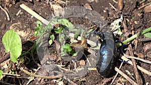 Insect European oil beetle Meloe proscarabaeus in spring