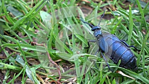 Insect European oil beetle Meloe proscarabaeus in spring dewy grass