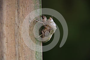 insect exoskeleton found on deck post