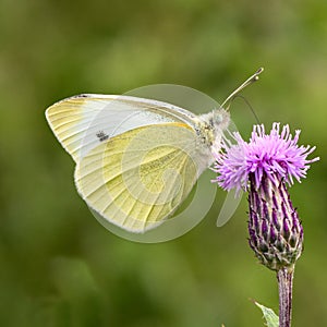 Small white & x28;Pieris rapae& x29; butterfly nectaring on thistle