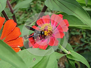 Insect feeding on the nectar of flower