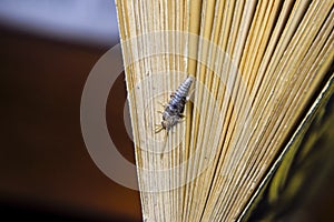Insect feeding on paper - silverfish