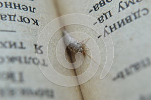 Insect feeding on paper - silverfish