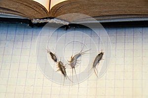 Pest books and newspapers. Insect feeding on paper - silverfish of several pieces near the open book.