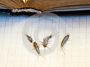 Pest books and newspapers. Insect feeding on paper - silverfish of several pieces near the open book