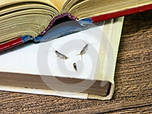 Pest books and newspapers. Insect feeding on paper - silverfish of several pieces near the open book