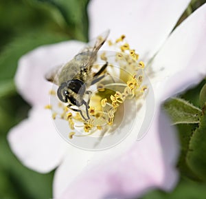 insect feeding up inside the Dog Rose bloom.