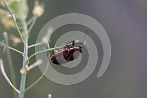 The insect fell prey to the red-black beetle Rhynocoris iracundus